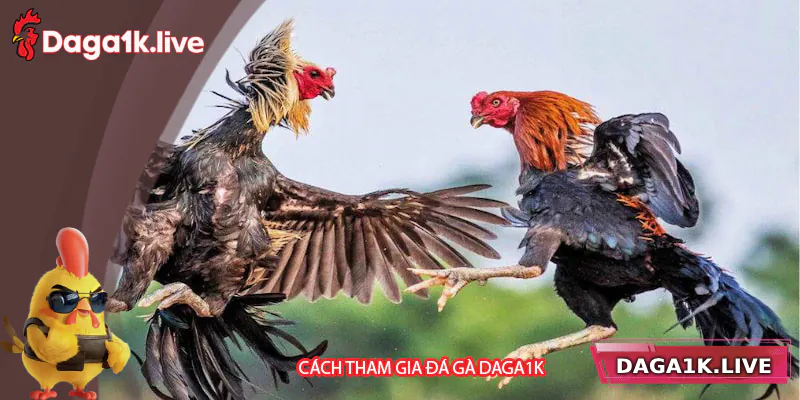 Cách tham gia cá cược đá gà tại Daga1k