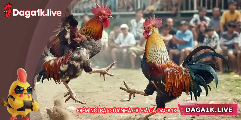 Điểm nổi bật của nhà cái đá gà Daga1k