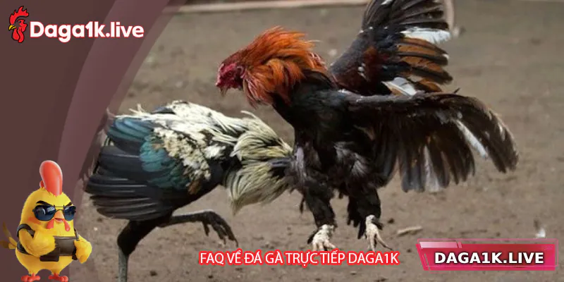 Giải đáp một số câu hỏi về đá gà Daga1k