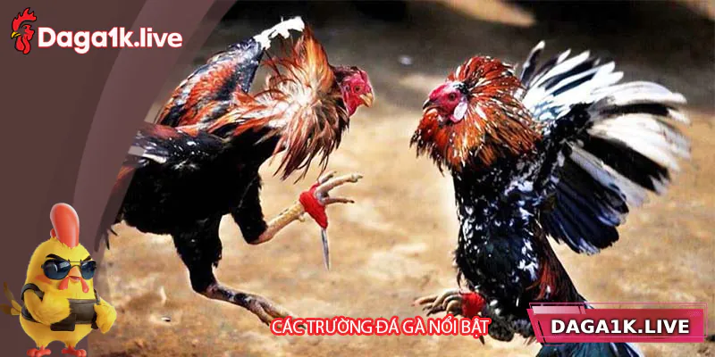 Giới thiệu các trường gà nổi bật phát sóng tại Daga1k