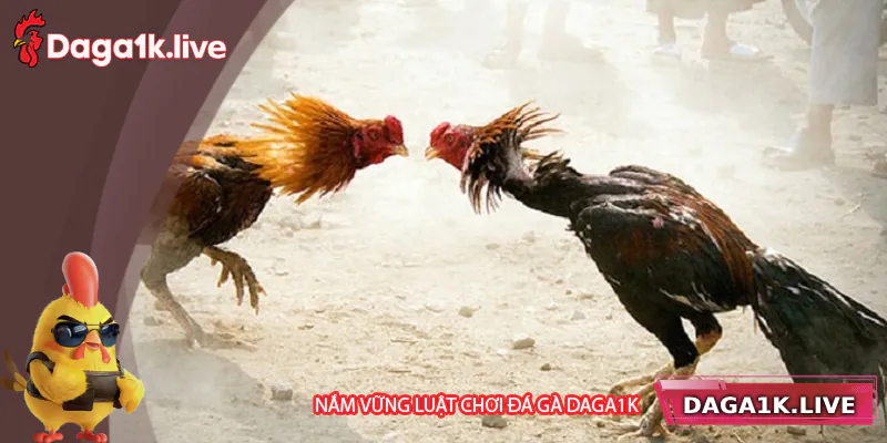 Hiểu rõ luật chơi là nguyên tắc cơ bản khi cá cược đá gà