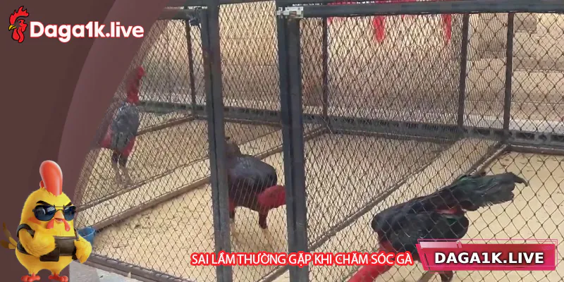 Sai lầm thường gặp khi chăm sóc gà chiến