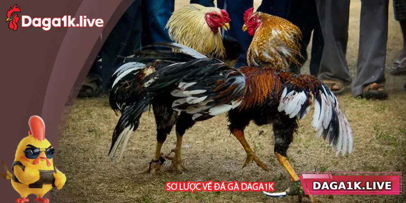 Tìm hiểu về đá gà Daga1k