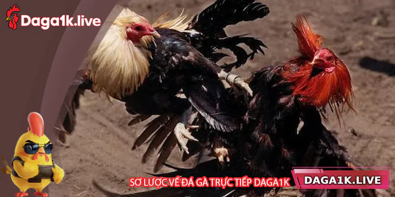 Tìm hiểu về đặc điểm của đá gà trực tiếp Daga1k