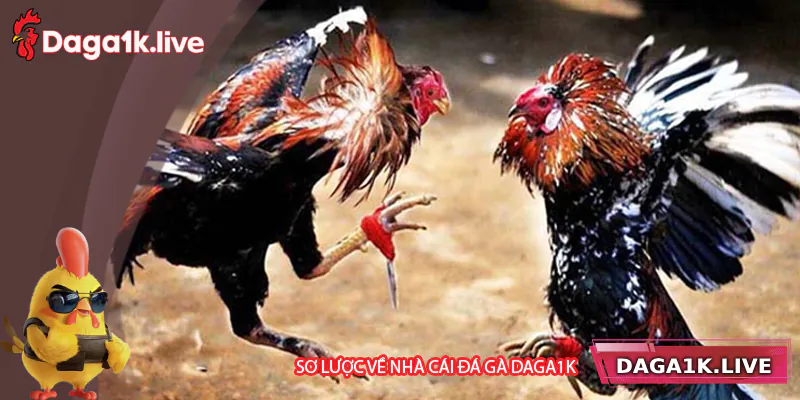 Tìm hiểu về nhà cái đá gà Daga1k